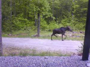 A bull moose in velvet trots up our driveway
